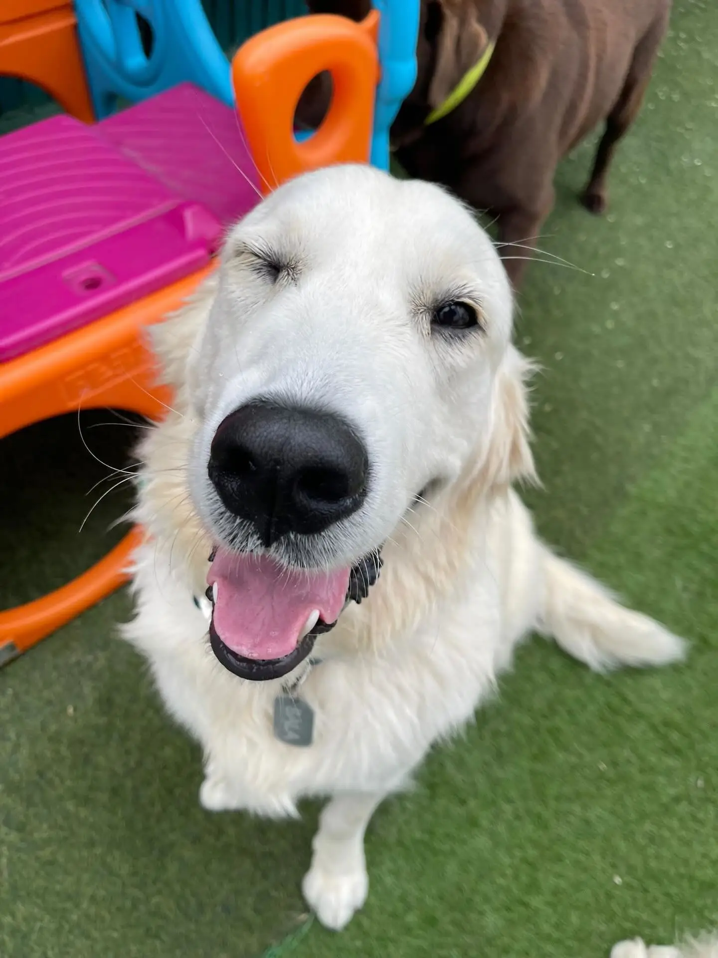 AG百家乐-内维斯女友社媒晒宠物狗照：一年前我们收养你无比正确