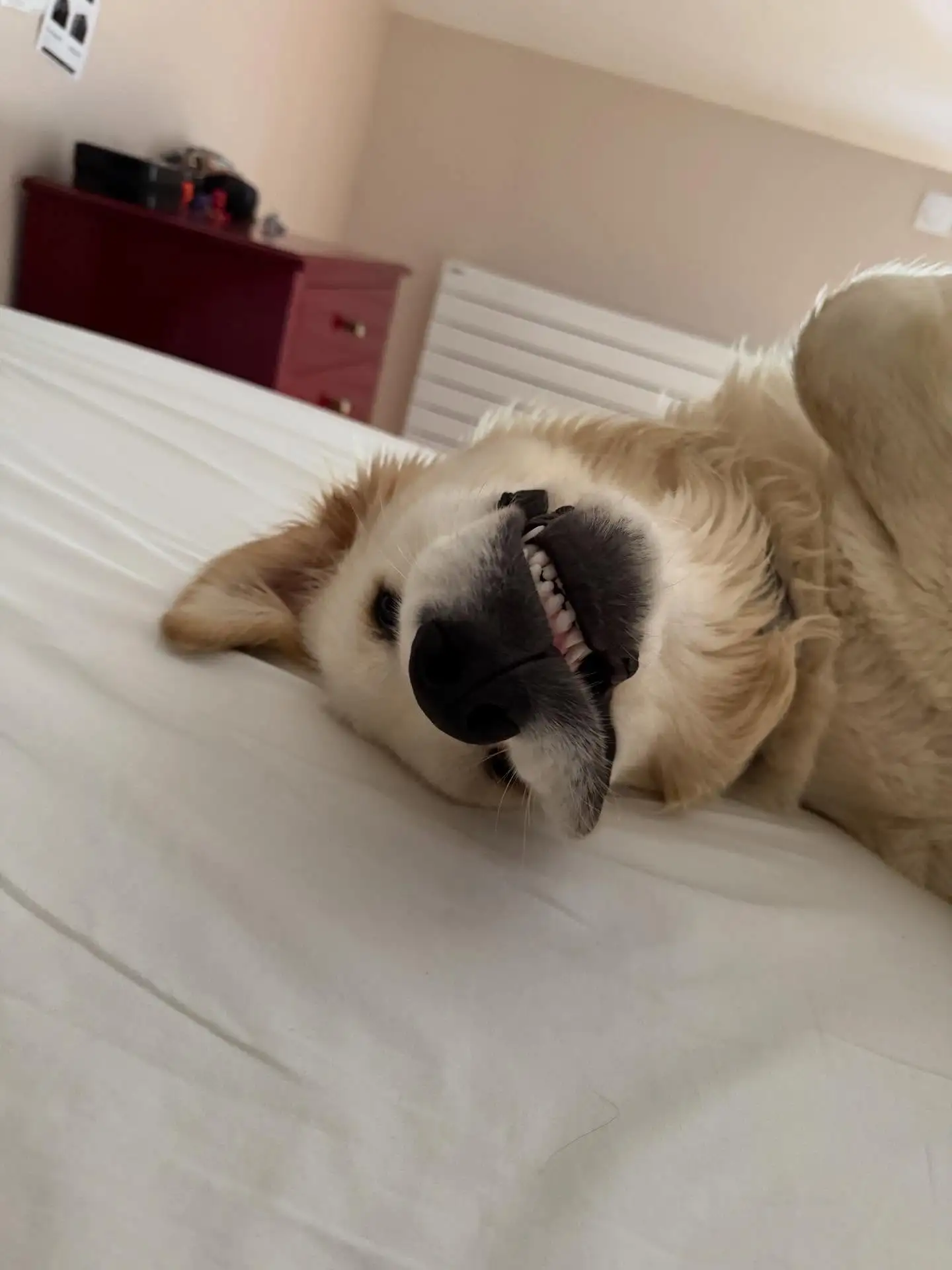 AG百家乐-内维斯女友社媒晒宠物狗照：一年前我们收养你无比正确